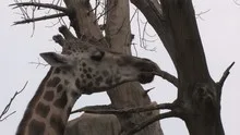 Giraffa