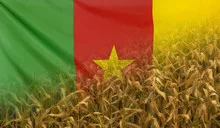 Cameroon Nutrition Concept Corn field with fabric Flag