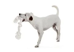 Jack Russell Terrier