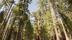 4K Time Lapse Zoom Out Sequoia Tourists