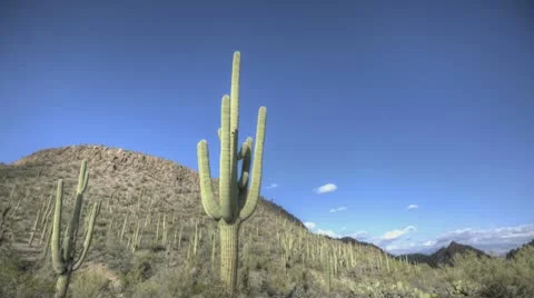Hdr Timelapse Arizona Cactus