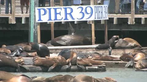 Sea Lions