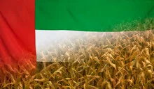 UAE Nutrition Concept Corn field with fabric Flag