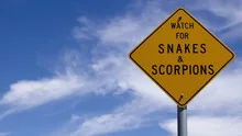 4K Time lapse close up snake warning