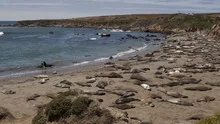 4K Time lapse zoom out of a huge colony of elephant seals
