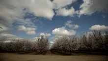 Almond Blooming Trees