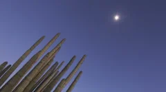 Timelapse Organ Pipe Cactuses Close Up