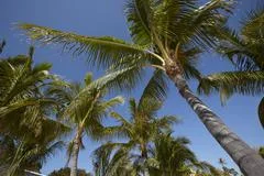 Palms