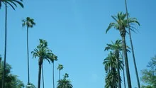 Palm trees drive