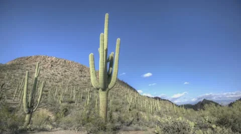 Hdr Timelapse Arizona Cactus