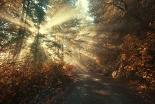Sun rays in a golden autumn forest