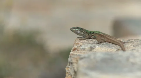 Lizard Taking A Sunbath