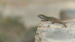 Lizard Taking A Sunbath