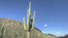 Hdr Timelapse Arizona Cactus