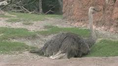 Ostrich