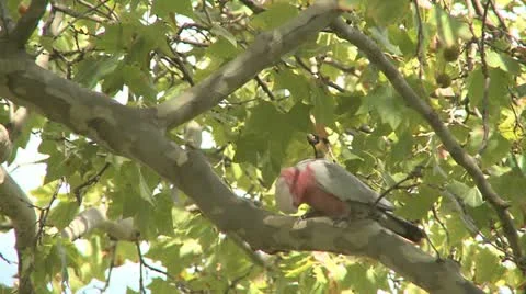 Parrot In Park