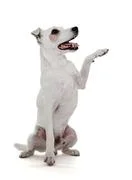 Jack Russell Terrier