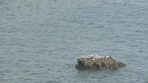 Seagulls On Rock