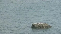 Seagulls On Rock