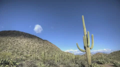 Timelapse Arizona Cactus