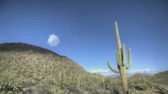 Timelapse Arizona Cactus