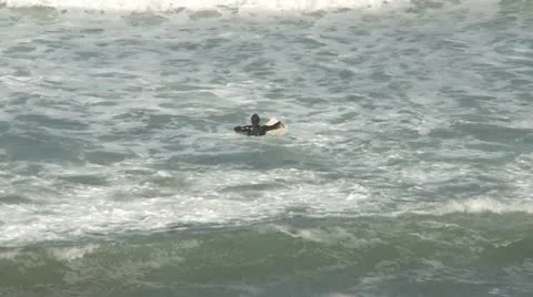 Surfer 