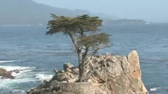 Lone Cypress