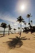 Shadow Of A Tropical Palm