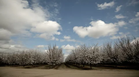 Almond Blooming Trees