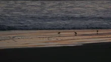 Birds on the beach at sunset