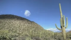 Timelapse Arizona Cactus