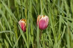 Red And Yellow Tulips In Grass