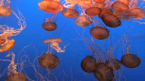 Spectacular Jellyfish