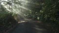4K Time Lapse Zoom Out Sun Rays In A Golden Autumn Forest