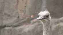 Ostrich and Giraffe