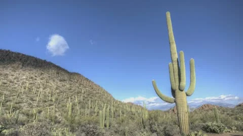 Timelapse Arizona Cactus
