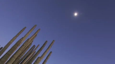 Timelapse Organ Pipe Cactuses Zoom Out
