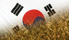 South Korea Nutrition Concept Corn field with fabric Flag