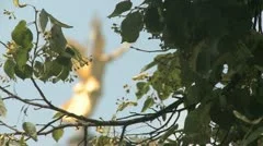 Victory Angel Of Berlin