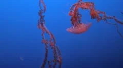 Spectacular Jellyfish