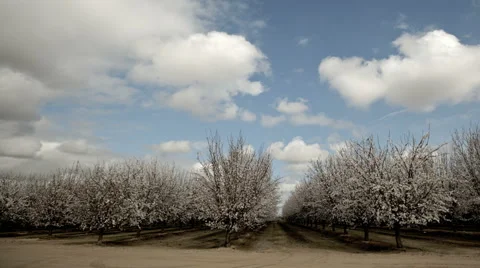 Almond Blooming Trees