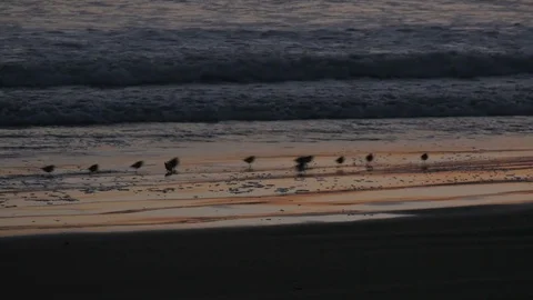 Birds On The Beach At Sunset