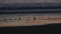 Birds On The Beach At Sunset