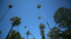 Palm Tree Drive