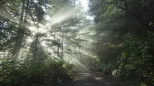 Time lapse sun rays in a golden autumn forest